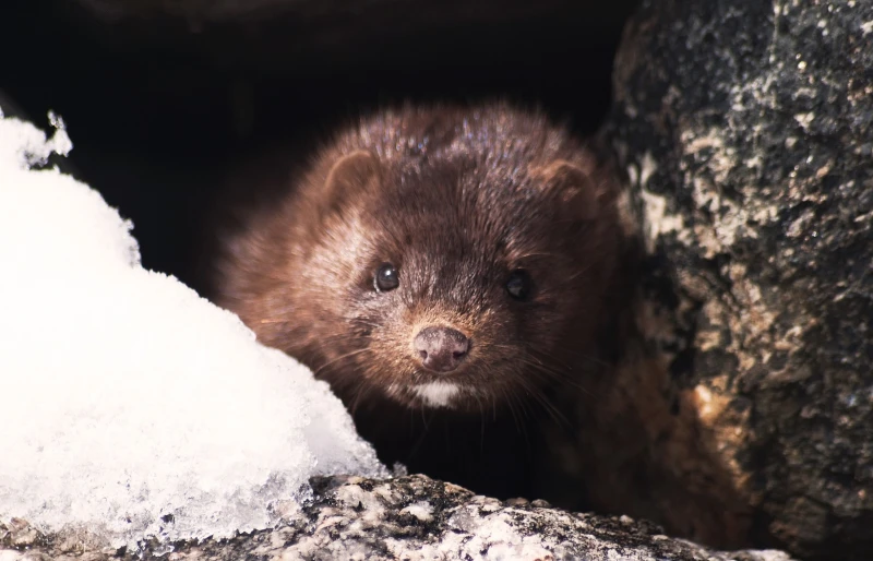 mink peeking out from its dwelling in the wild
