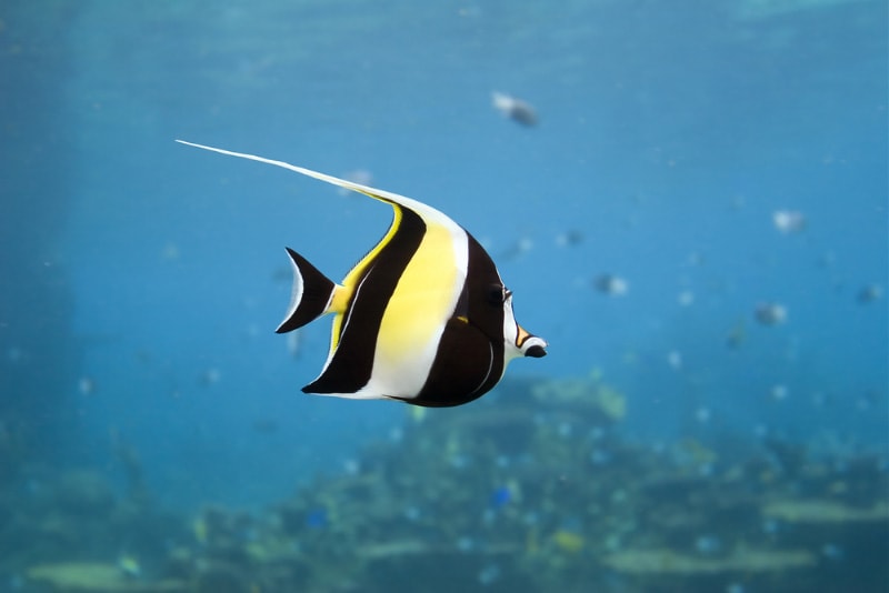 moorish idol fish