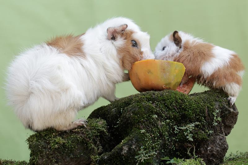 mother guinea pig with her baby eating a papaya