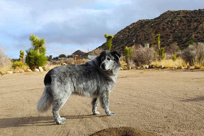 newfoundland pyrenees mix dog in a desert landscape