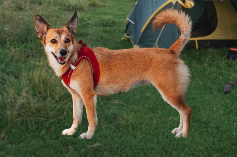 norwegian lundehund dog