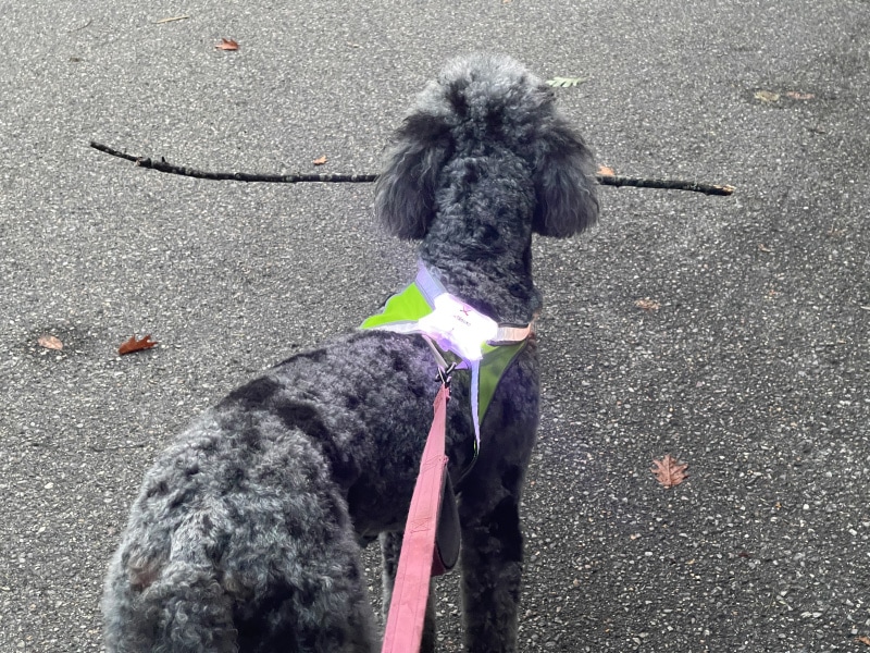 noxgear lighthound harness on zeta