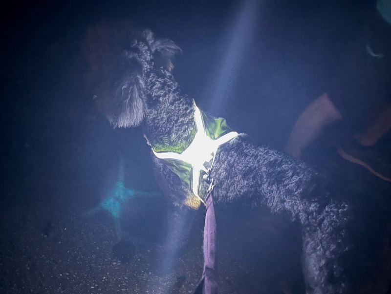 noxgear lighthound led harness on zeta