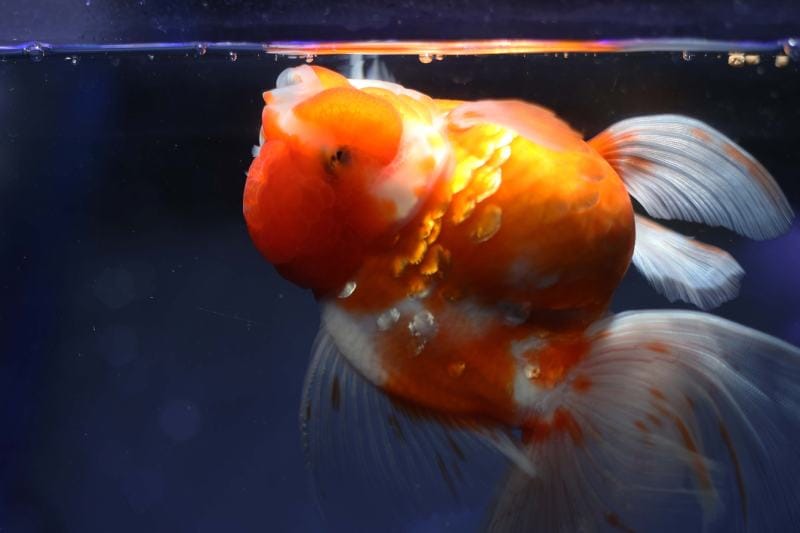 oranda goldfish eating pellet food with swim bladder problem