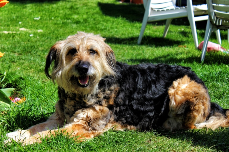 otterhound dog lying on grass
