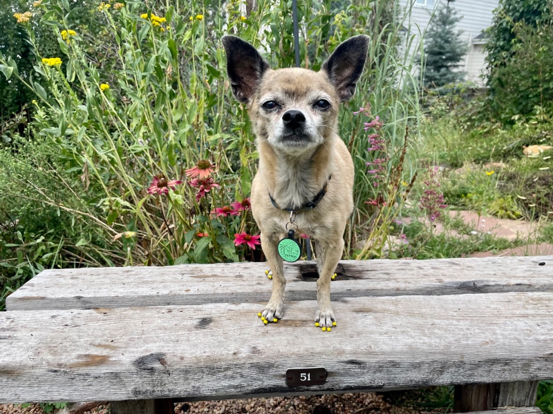 papyrus standing on the bench with toe grips on