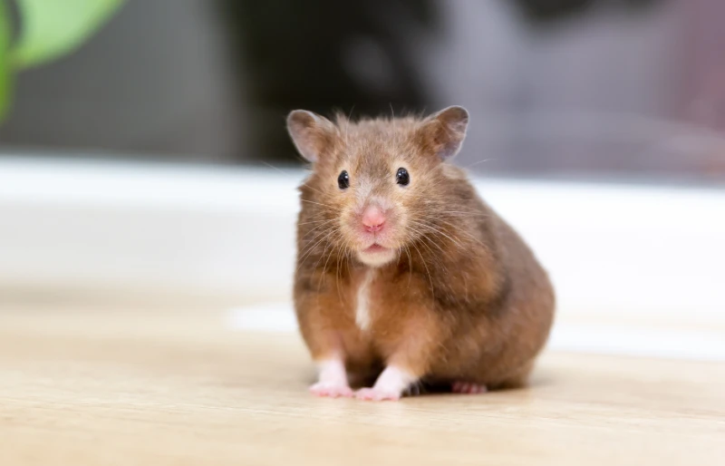 piebald syrian hamster