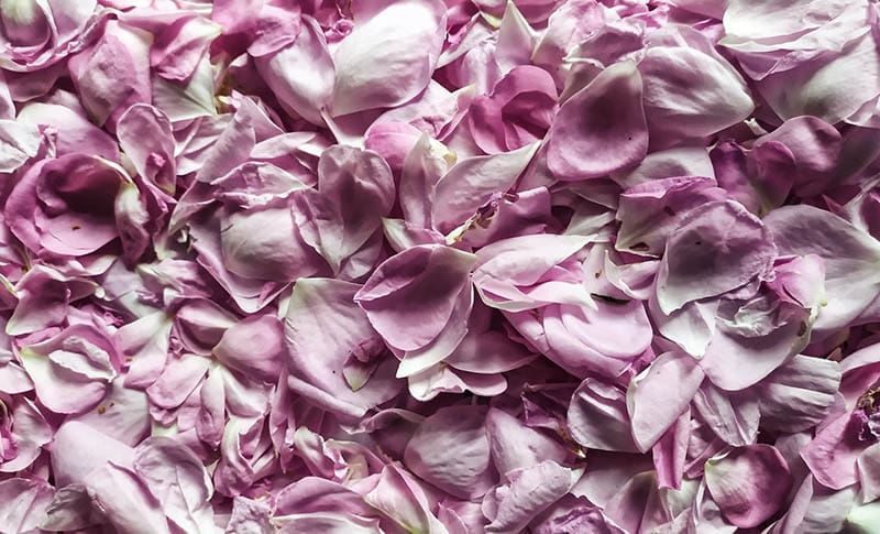 pink rose petals