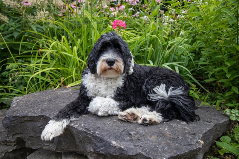 portuguese water dog in the garden