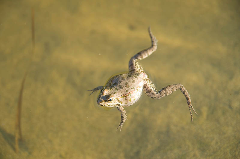 pregnant toad floating in the river