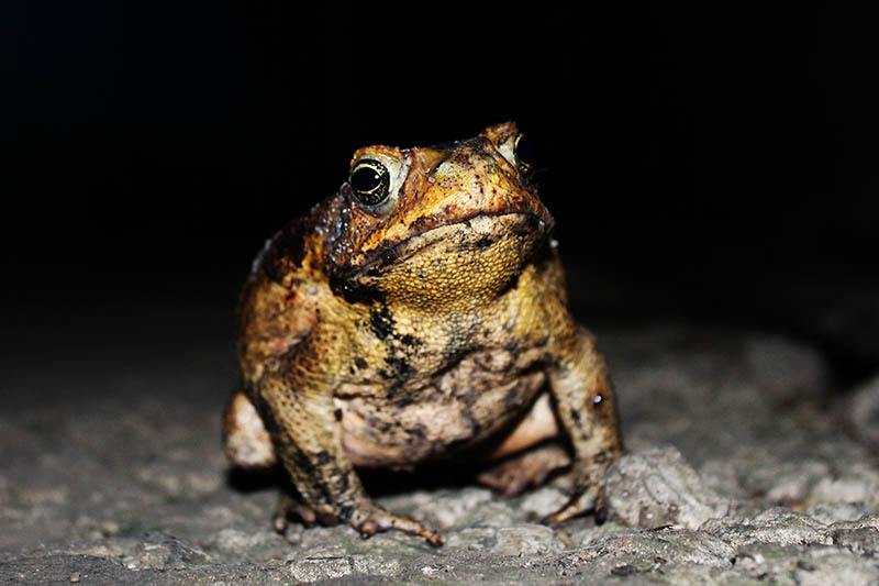 pregnant toad outdoor in the dark
