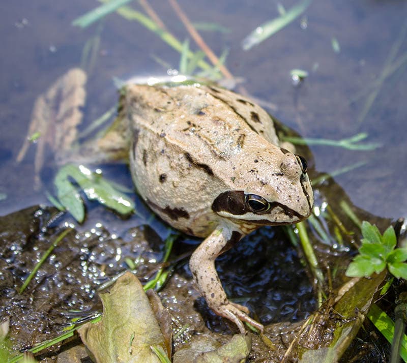 pregnant toad sitting in a pond