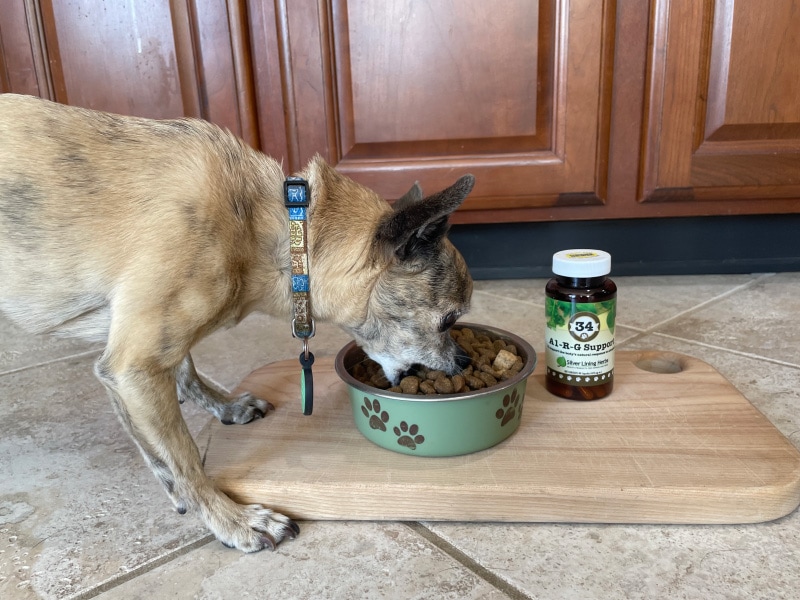 pyro eating alrg with dog food