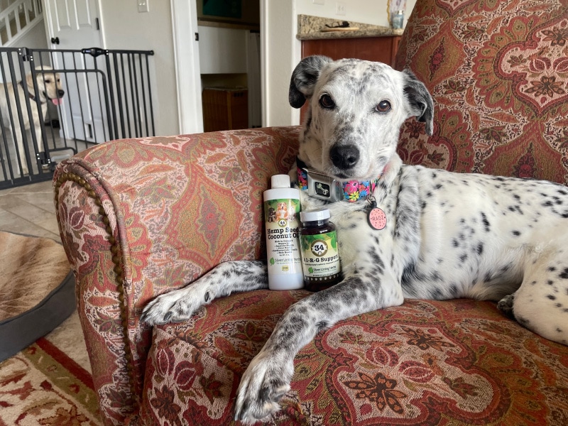 ragz with silver lining herbs products on couch