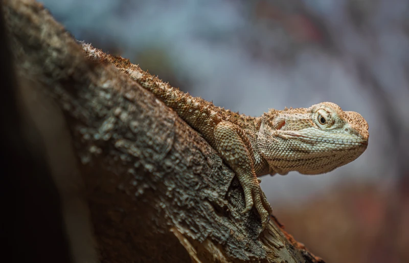 rankin's dragon on branch in terrarium