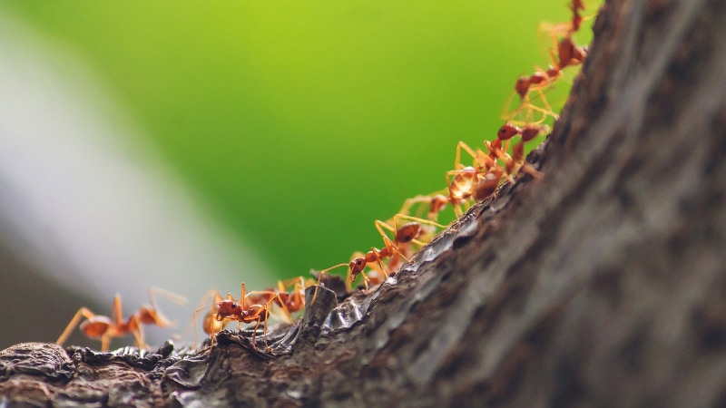 red ants on a tree