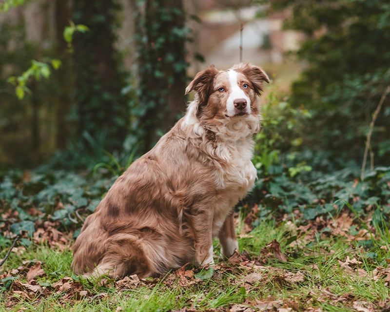 Red merle Australian Shepherd dog sitting on the grass