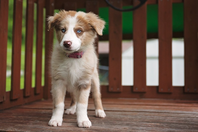 Red merle Australian Shepherd puppy