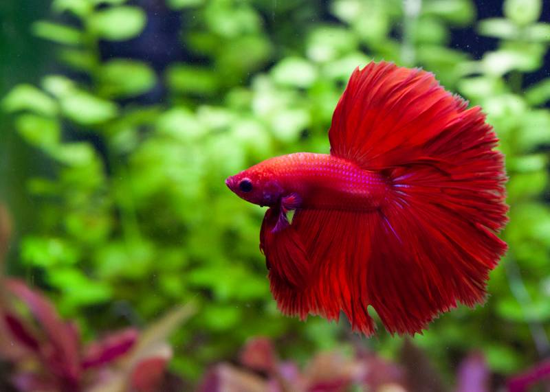 red siamese fighting betta fish