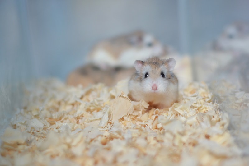roborovski dwarf hamster