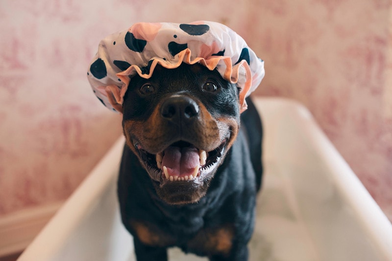 rottweiler dog bathe