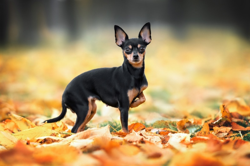 russian toy dog walking in the park in autumn