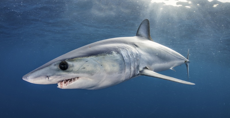 shortfin mako shark swimming under ocean surface