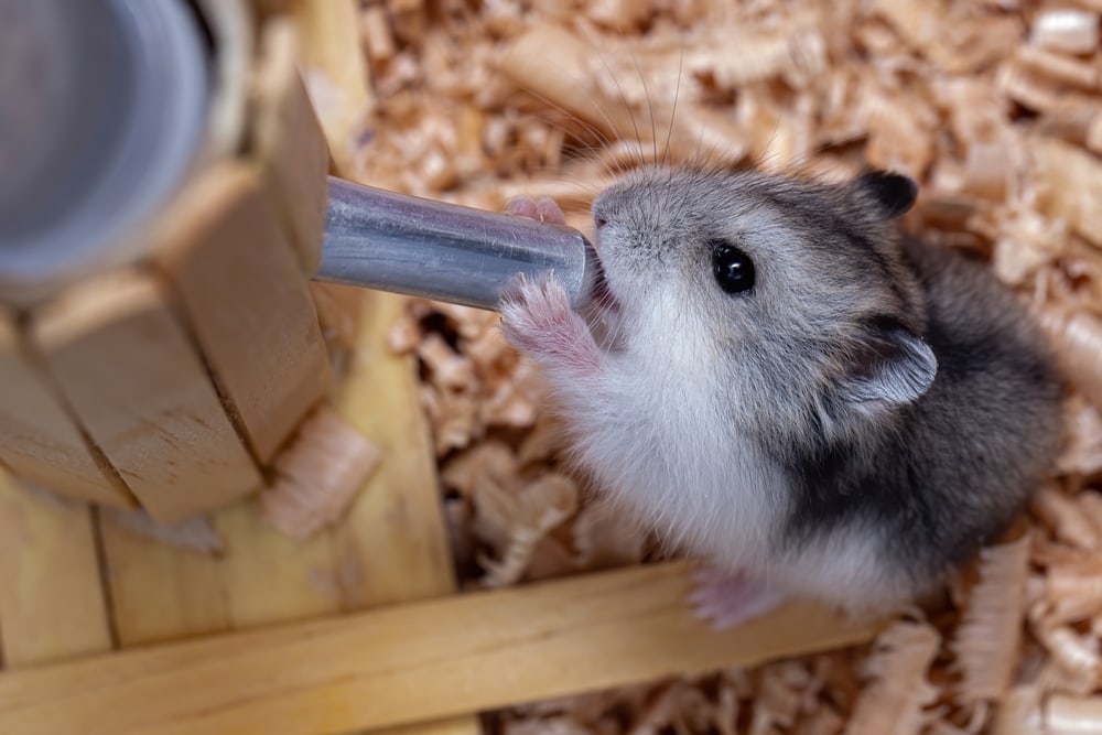 Campbell's dwarf hamster