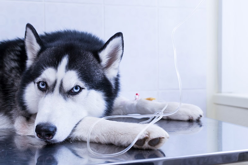 siberian husky dog with an IV drip in his paw