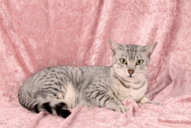 silver egyptian mau cat in pink background