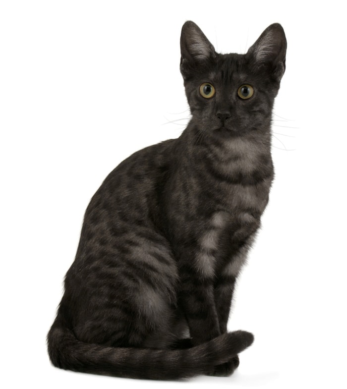 smoke egyptian mau in white background