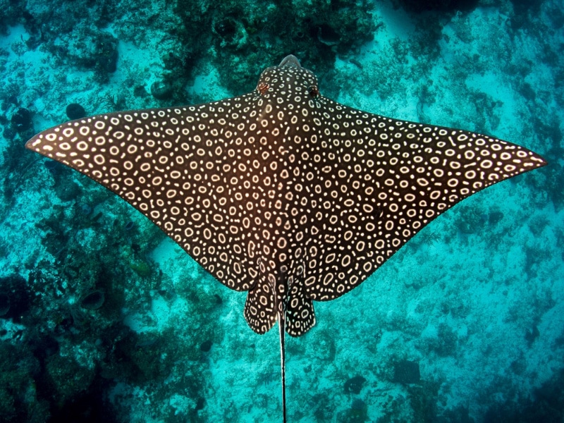 spotted eagle ray at mid water