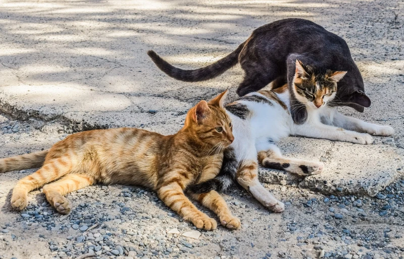 stray cats lying on the ground