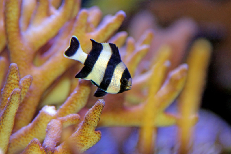 striped damselfish