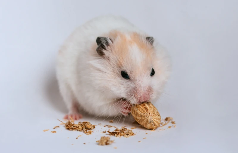 syrian hamster gnawing on a nut