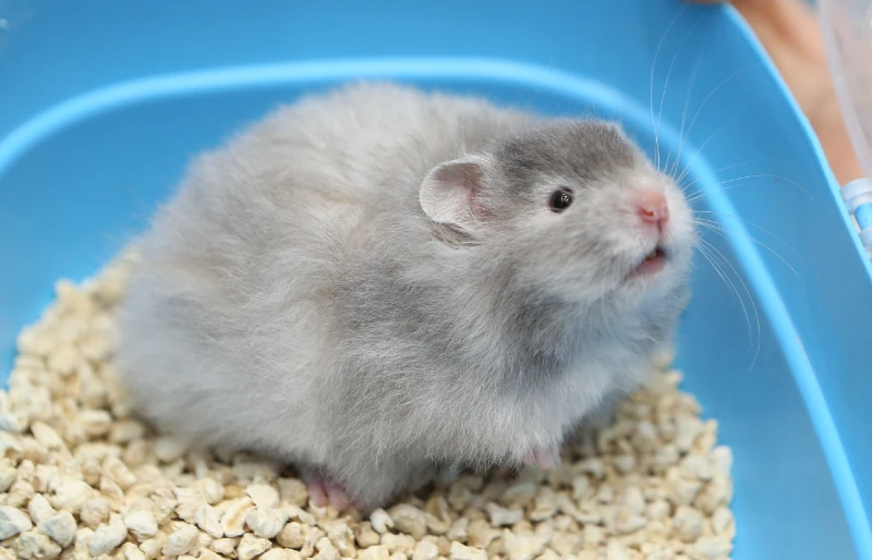 syrian hamster in portable cage