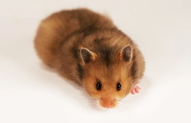 syrian hamster on white background