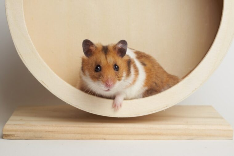 Photo inspiration: Picture Idea: 20 Syrian Hamster Types Coats Patterns Colors