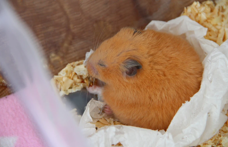 syrian hamster sleeping in sawdust