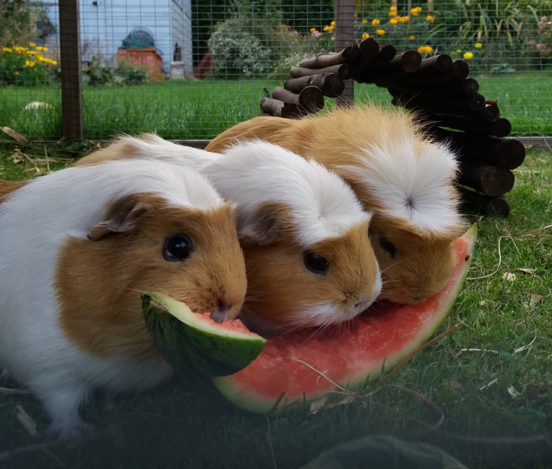 three guinea pigs eating