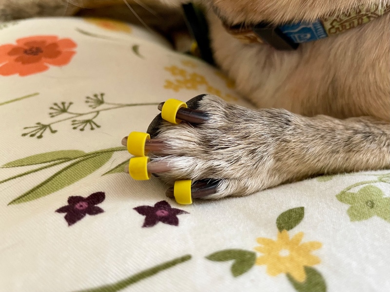 toe grips up close