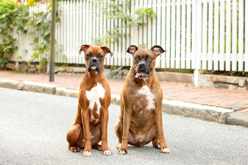 two boxer dogs sitting on street