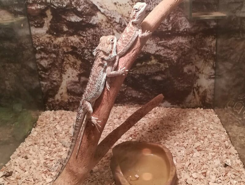 two central bearded dragon in habitat