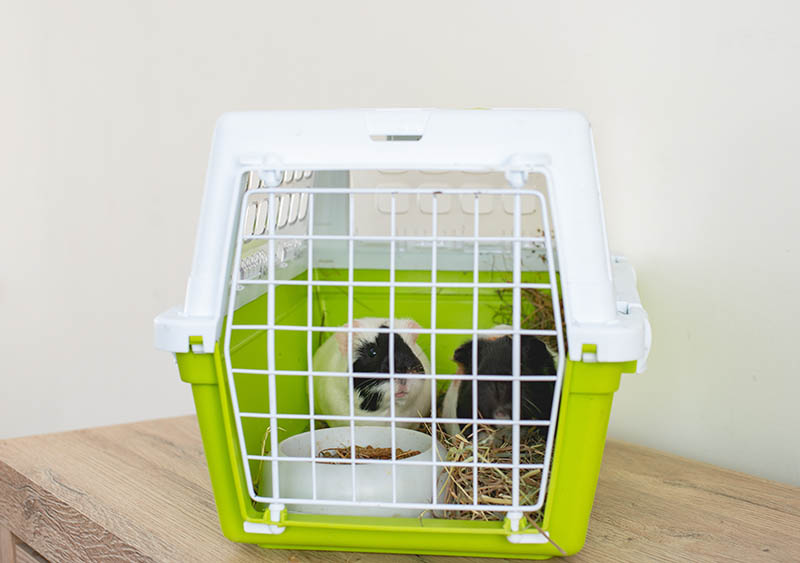 two guinea pigs inside the carrier