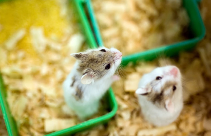 two hamsters looking up from their cage