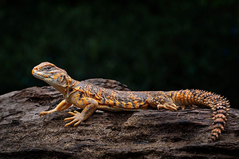 Uromastyx geyri or Saharan spiny-tailed lizard in a terrarium
