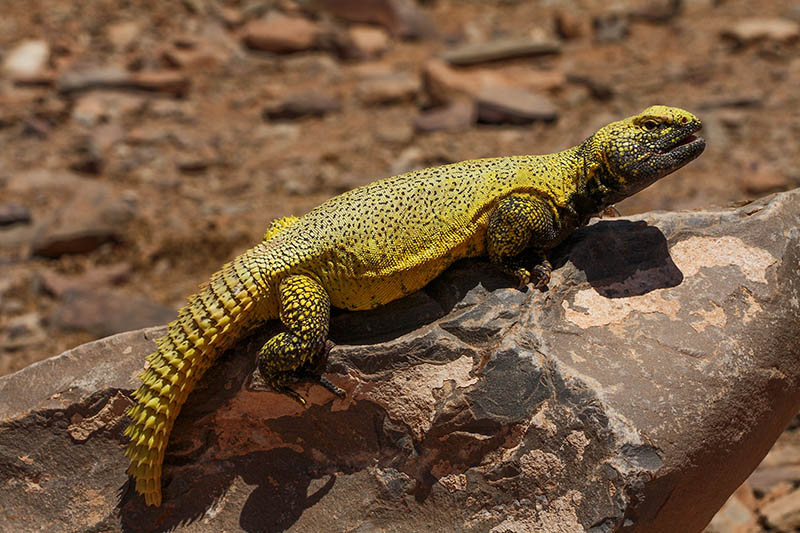 Uromastyx nigriventris or Moroccan Spiny-tailed Lizard in a terrarium