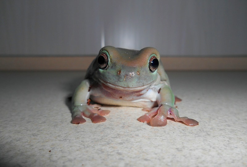 whites tree frog
