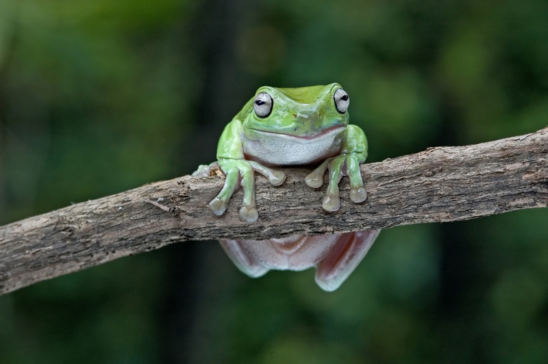 whites tree frog