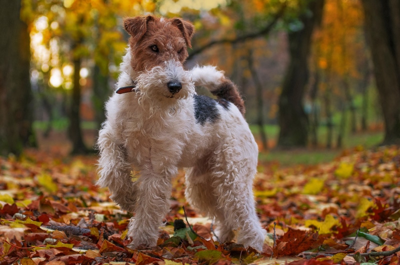 wire fox terrier dog in autumn forest